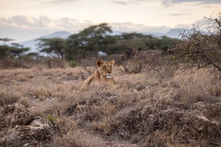 Mammals going extinct in Southern Africa
