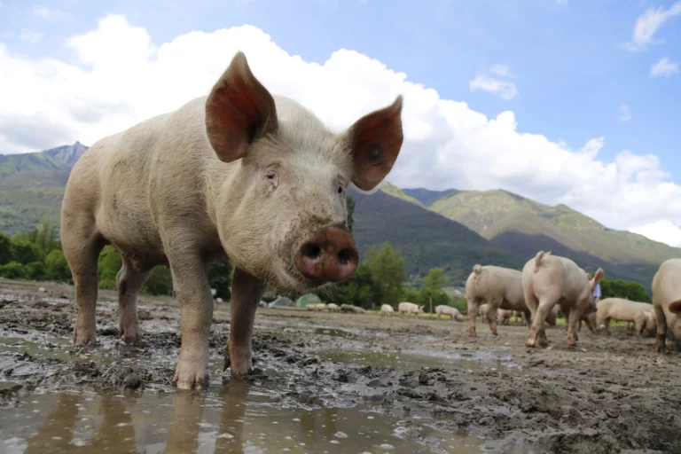 Free Large White pig mud