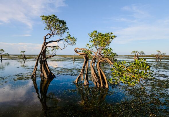Mangroves