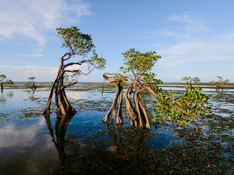 Mangroves