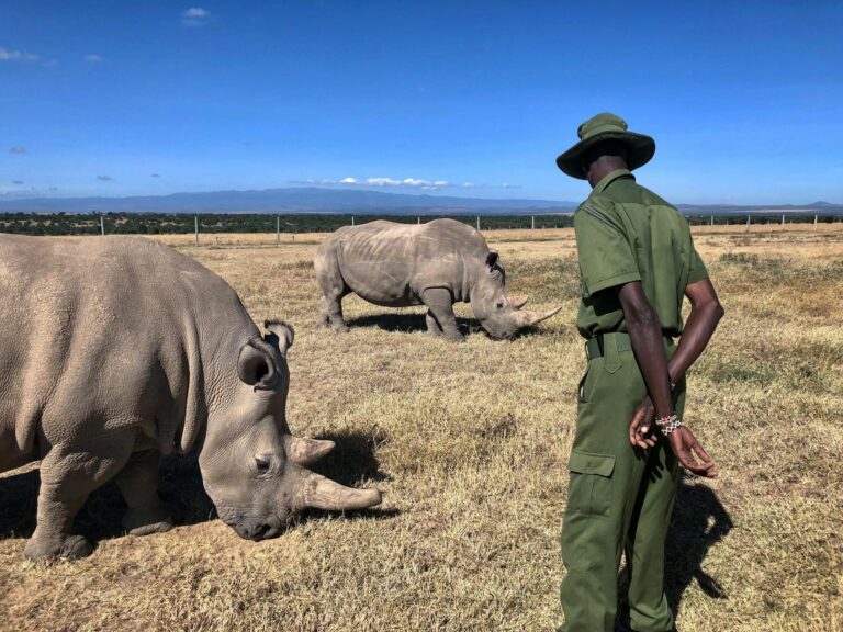Nigeria illegal logging and poaching plan explained