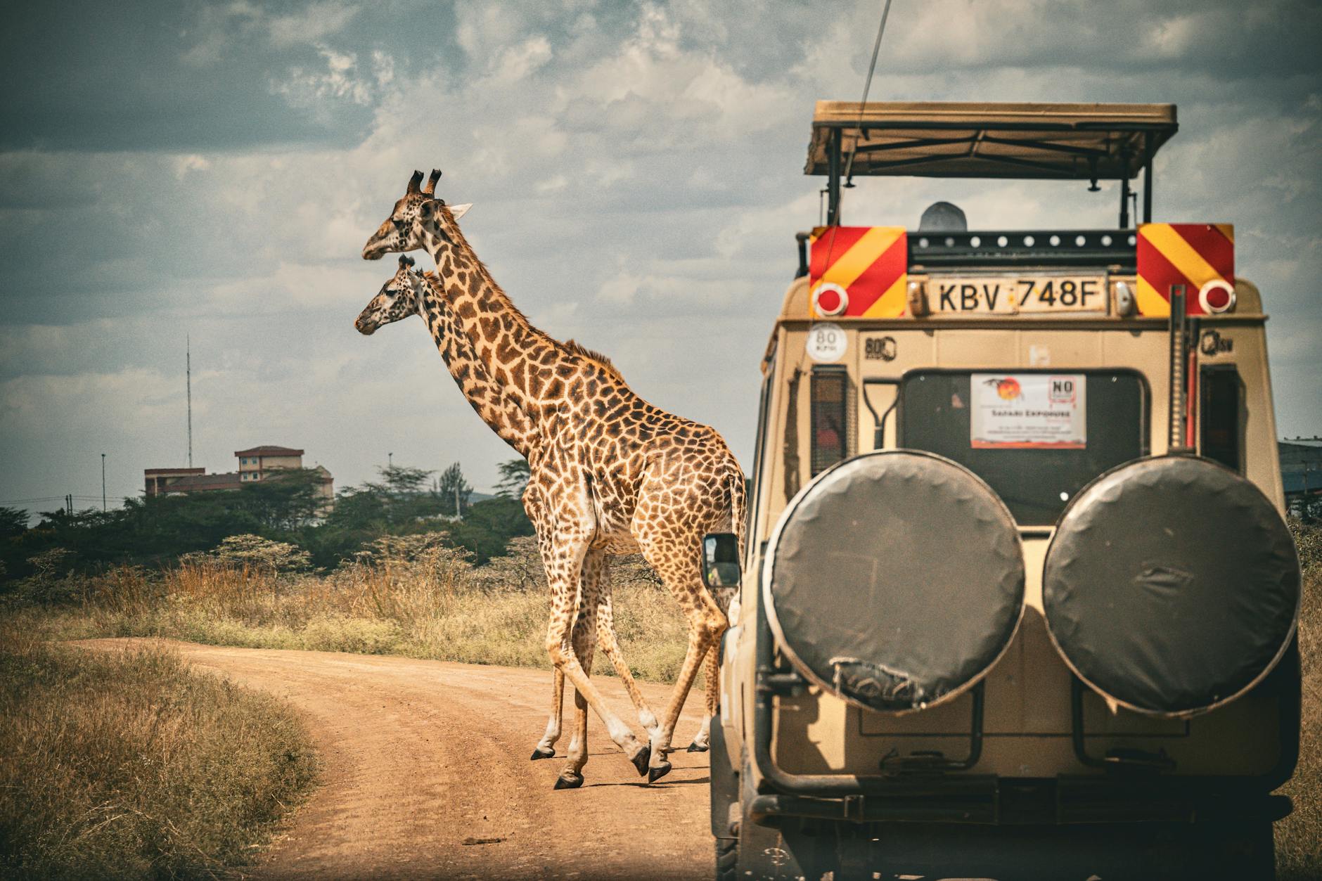 giraffes and car on safari in africa