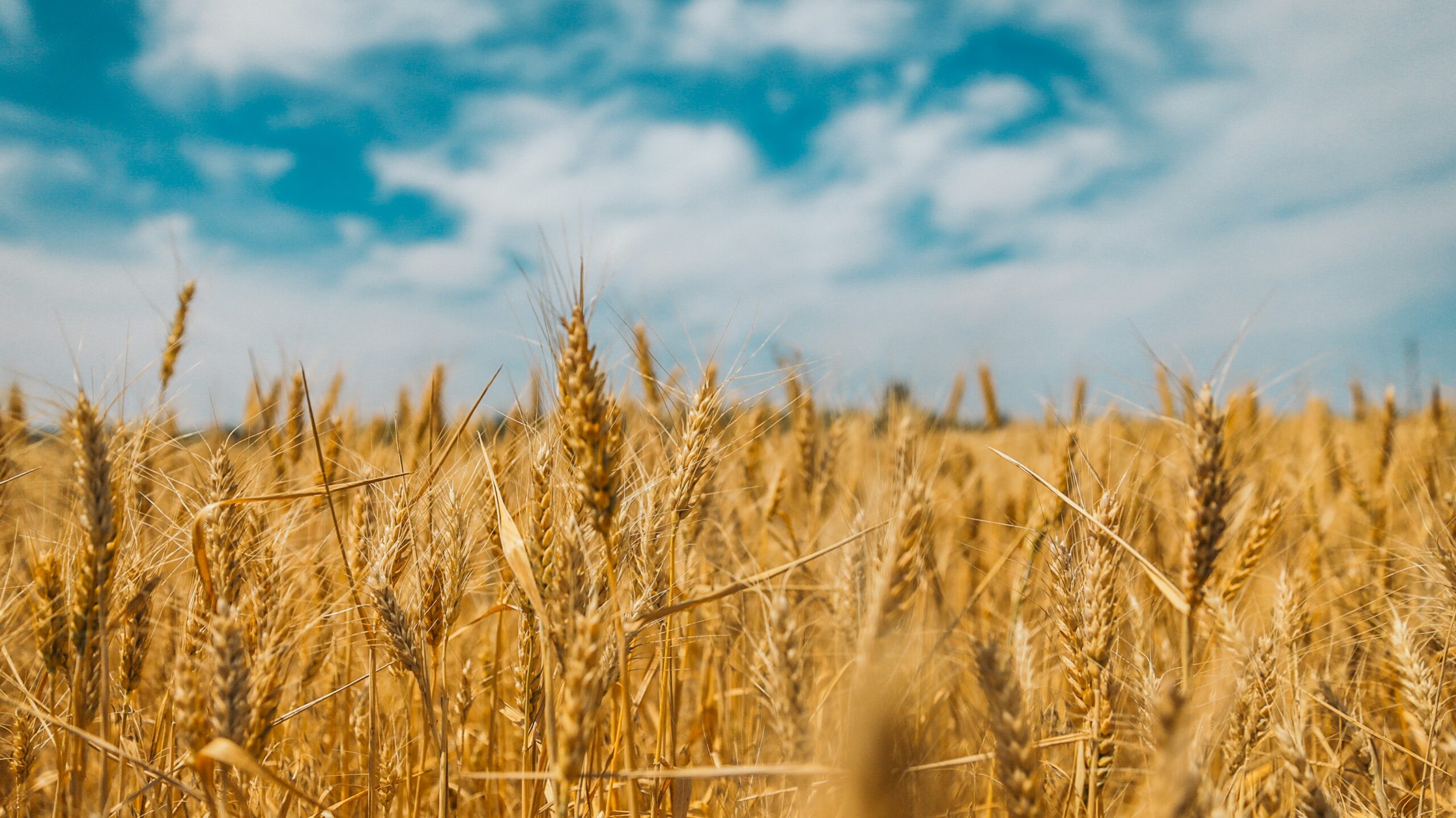 Ghana wheat cultivation breakthrough