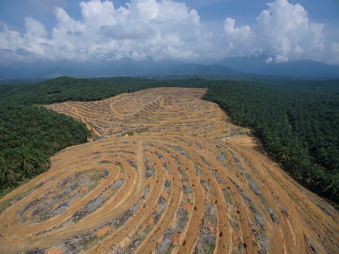Forest conservation