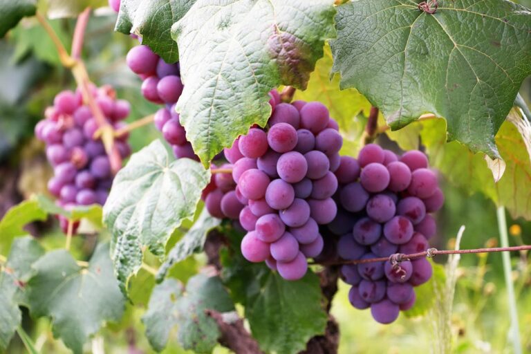 South Africa can now export fresh table grapes to Korea for the first time in more than two decades. The online reaction included excitement, scepticism and questions about empowerment rules. Here is the full breakdown.