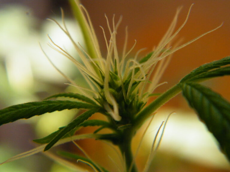 Ghana Launches Regulated Cannabis